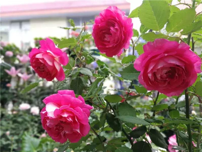 天竺葵的养护视频,垂吊天竺葵的养护