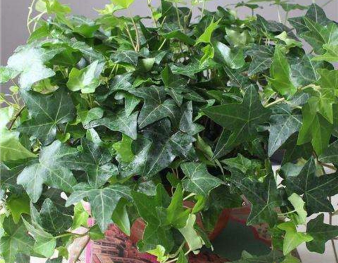 室内适合养的18种植物图片,室内客厅适合养的18种植物