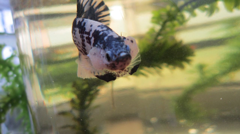 鍥芥枟绻佹畺娉版枟,娉版枟鍏瘝绻佹畺