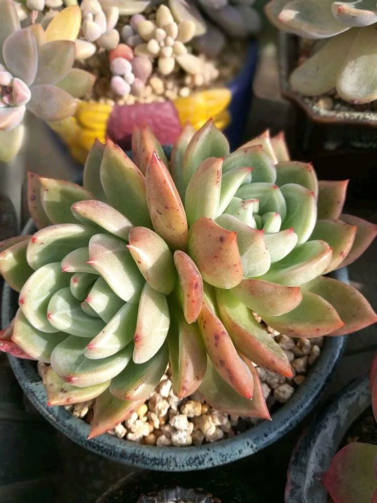 适合从小养到大的多肉,由小到大由浅入深