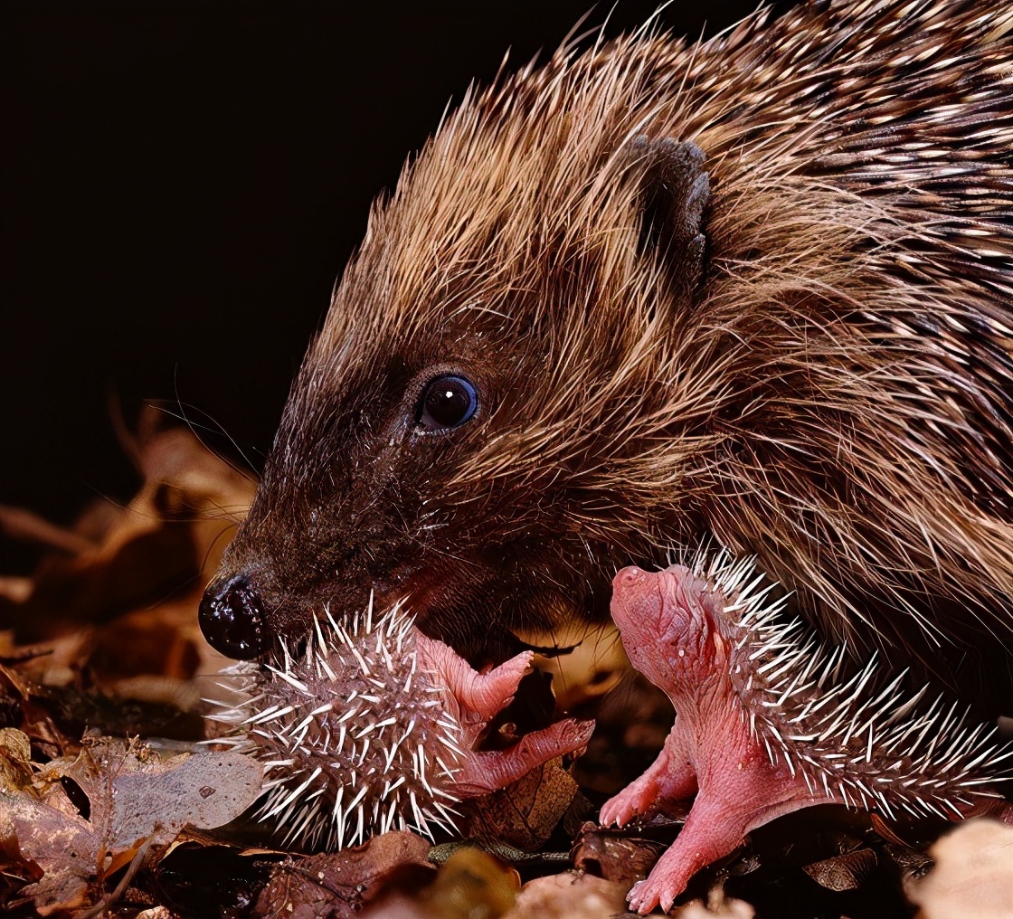 刺猬的自然繁育方式,刺猬的繁殖方式是什么