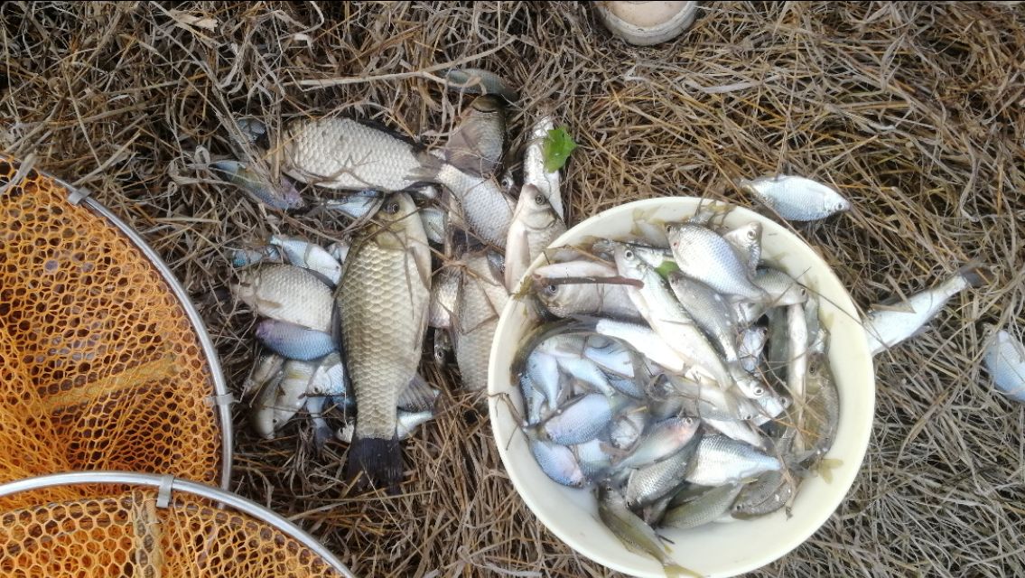 钓鱼闹小鱼技巧,钓鱼怎样防小鱼闹窝