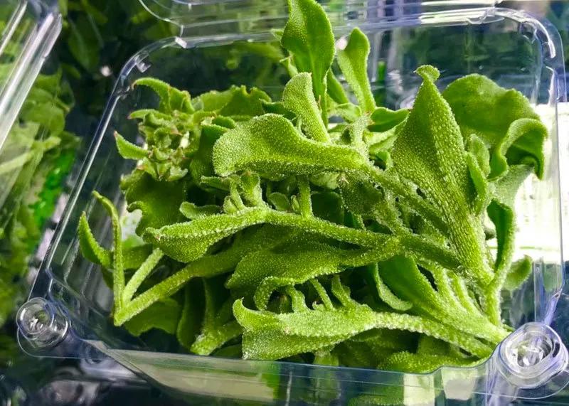 越南钻石菜,1.5万每公斤,在河内受追捧,价格昂贵依然供不应求