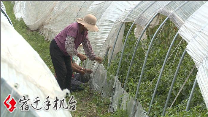 扩散转需！宿城区蔡集镇40吨洋葱滞销，4毛左右都能卖