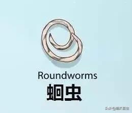 养了几年的猫有跳蚤,养了一年的猫还咬主人