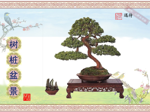 高山杜鹃花老树桩盆景,大树桩盆景欣赏