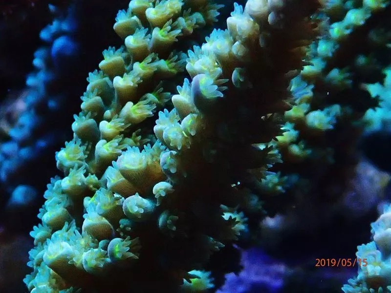 海缸刚开缸怎么饲养,海缸np双零珊瑚会白化吗