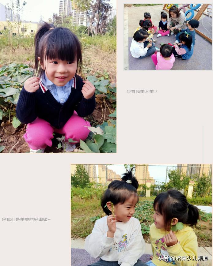 幼儿园红薯生成课活动方案,幼儿园科学教案红薯的成长过程