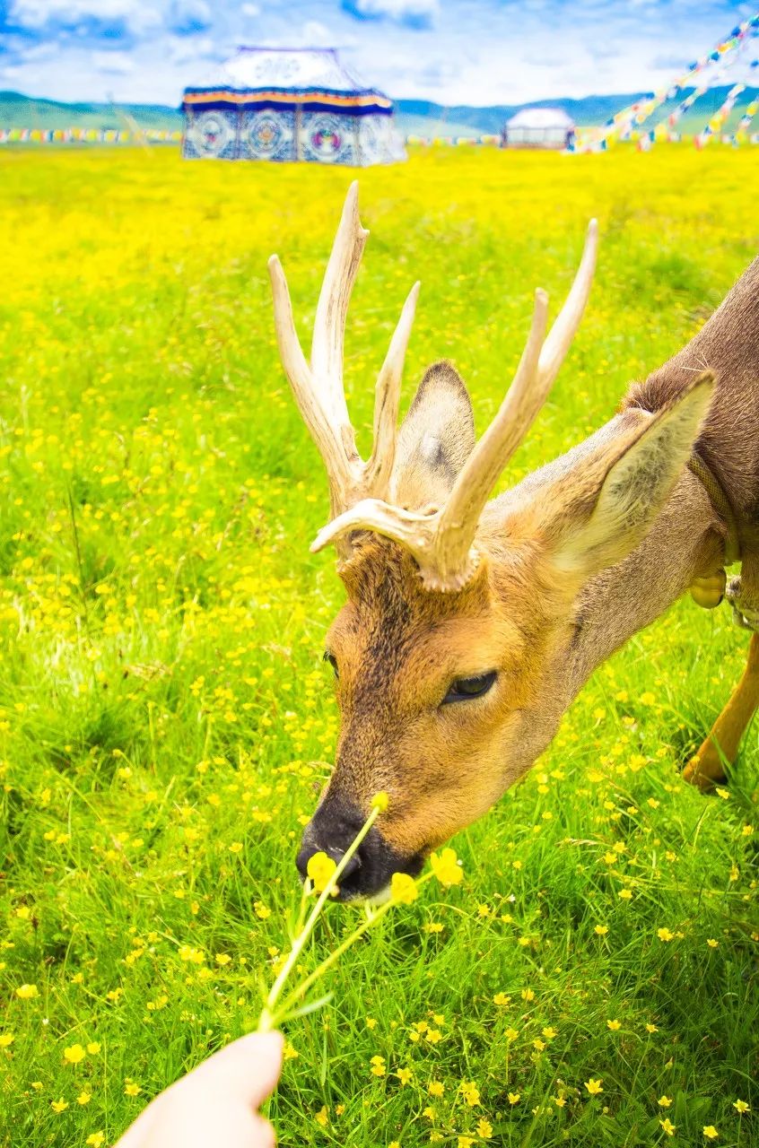 有生之年一定要去四川吗,年轻时不能去四川吗