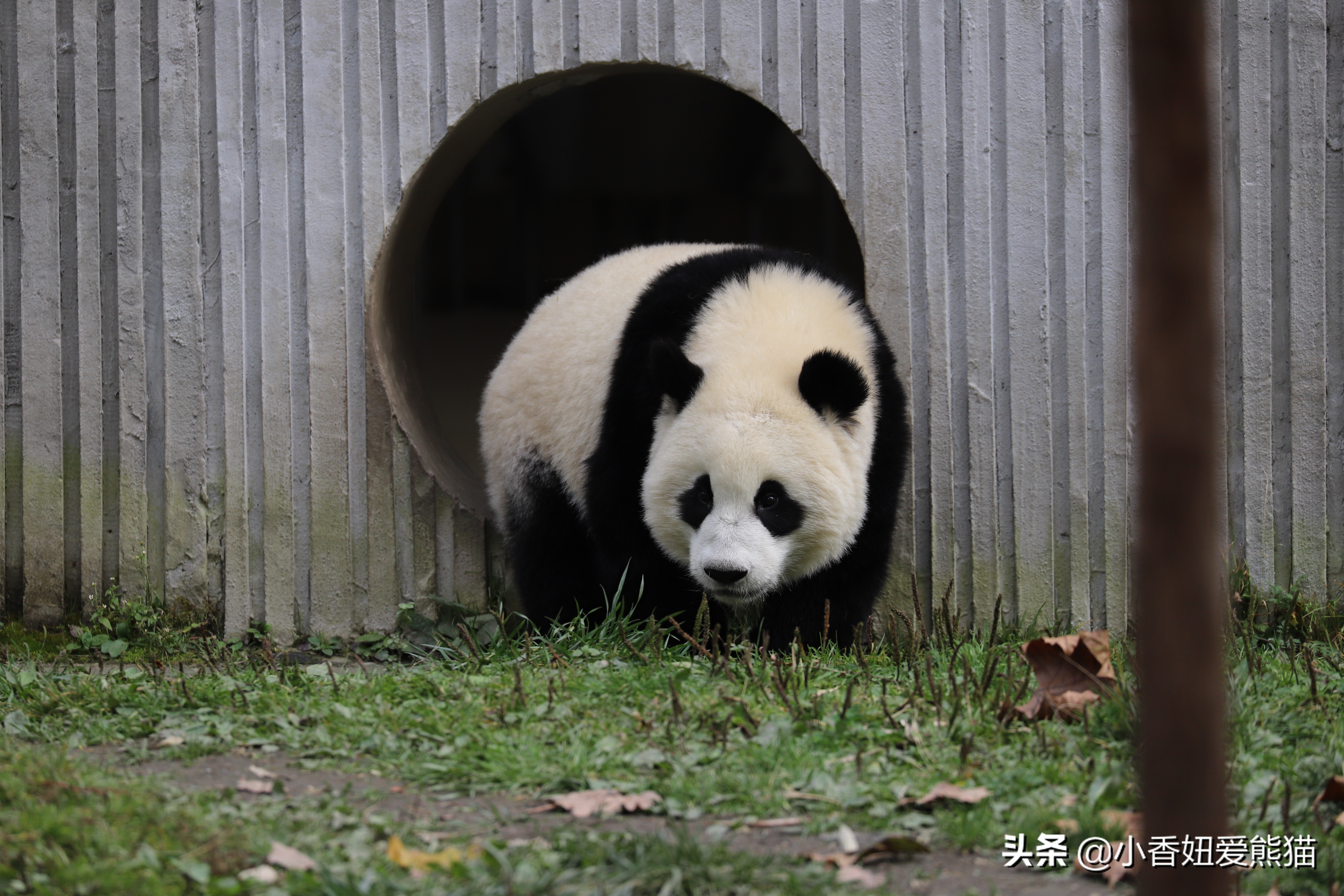 卧龙熊猫宝宝和宝力,卧龙熊猫基地熊猫宝宝