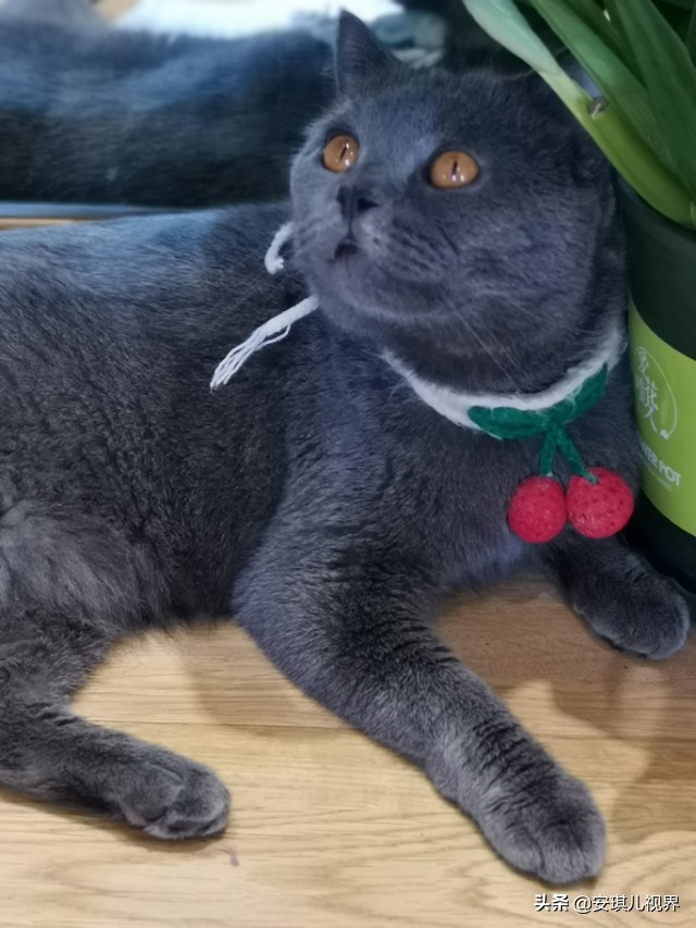 家有爱宠休闲式宠物店撸猫馆,宠物猫舍撸猫馆