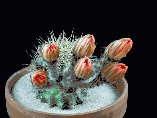 哪种植物花香助眠,安眠植物