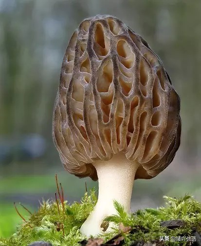 羊肚菌四大菌王,法国野生羊肚菌