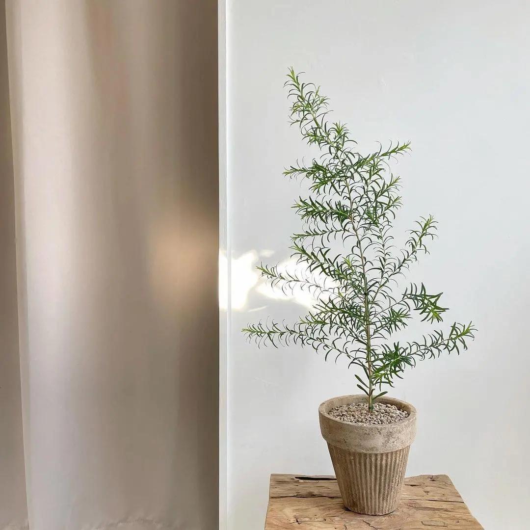 网红必备的高颜值绿植,ins风的网红绿植