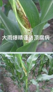 玉米后期病害有哪些,玉米芯腐烂是什么病怎样防治