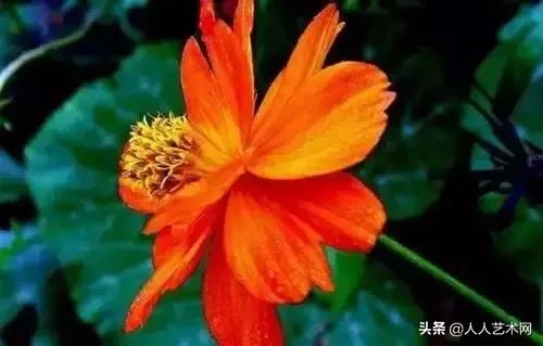 全国56市市花太美了的视频,中国56市市花图片