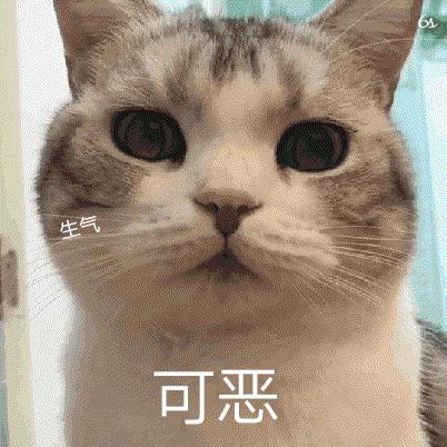 猫咪的动作都表示什么,猫咪的动作都代表什么呢