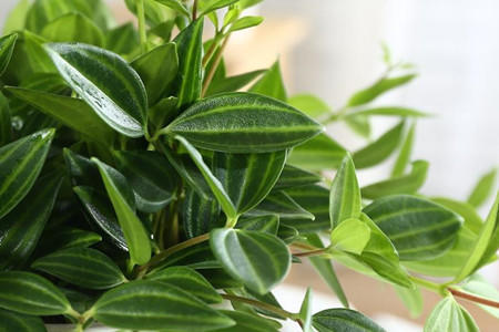 10种常见的吊兰品种图片,最名贵的吊兰品种及其养护方法