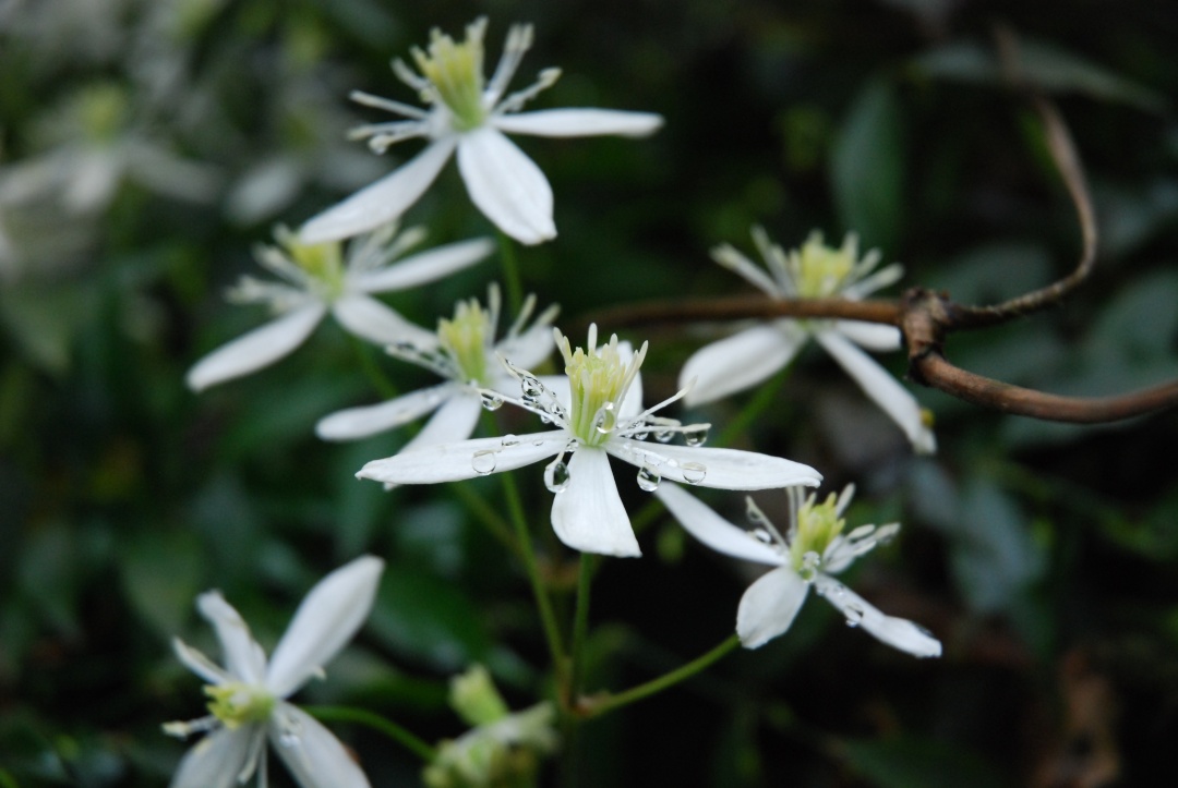 一棵就能爬满墙?这波操作服了