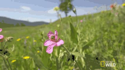 怎样辨别真蜂蜜假蜂蜜,怎么简单分辨假蜂蜜