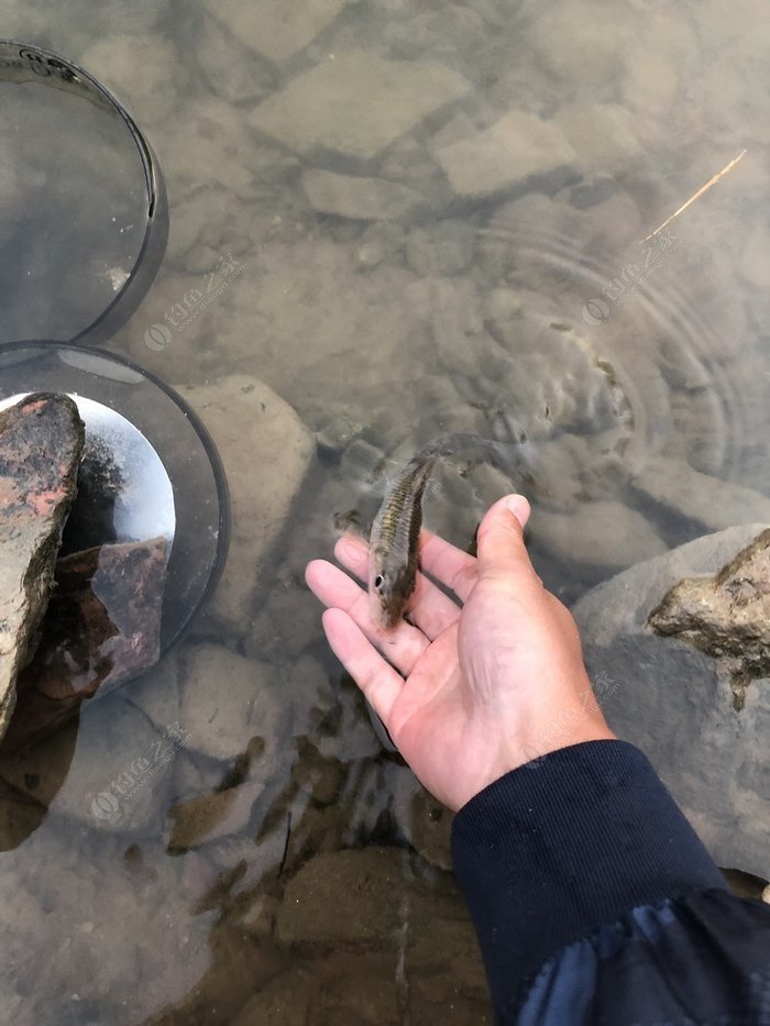 水底小鱼多就会没大鱼,自然水域没鱼情