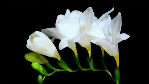 送你百花开放的瞬间动图！简直美呆了！