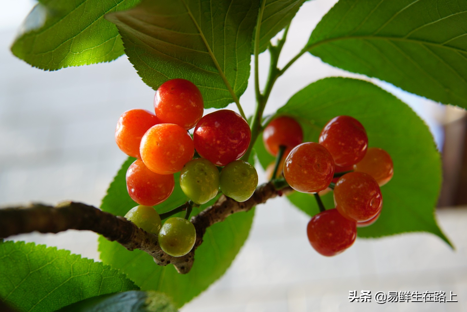 最美四月摘樱桃,五月份去哪里摘樱桃最好
