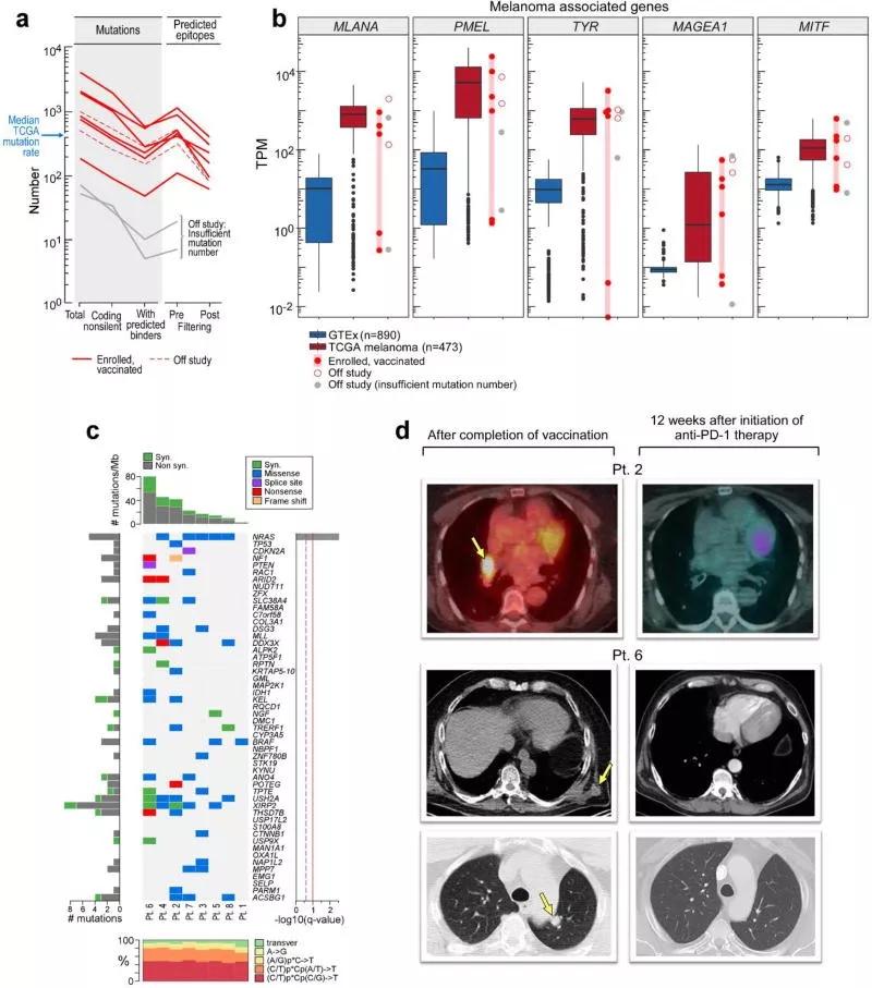 下一代癌症疫苗,肿瘤疫苗效果