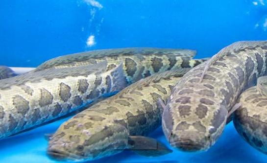 这七种食物你一定要吃,十种必吃的超级食物