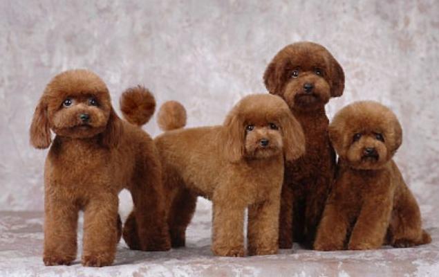 贵宾犬初次养几只合适呢,贵宾犬小型犬养的时候有什么建议