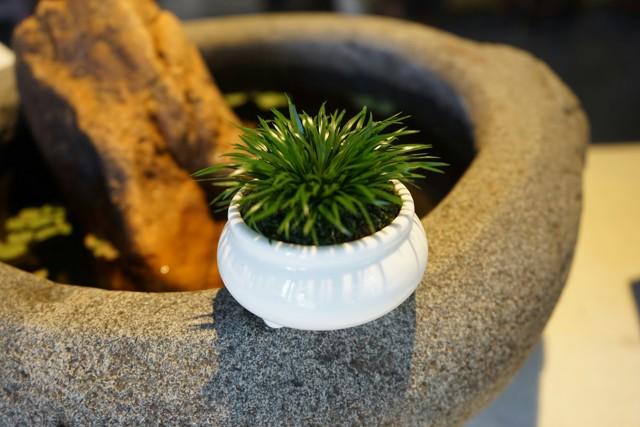 禅意浓浓的菖蒲盆景,最有禅意小绿植是菖蒲