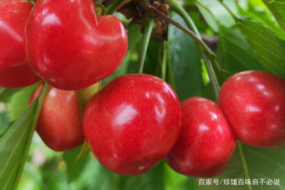 樱桃上市哪种最好吃,正在上市的樱桃品种