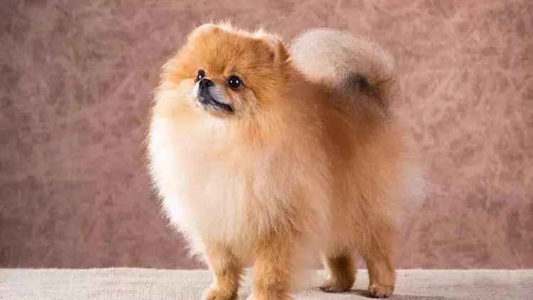 狗狗品种的分类你都了解吗,狗狗哪个品种当宠物狗更好