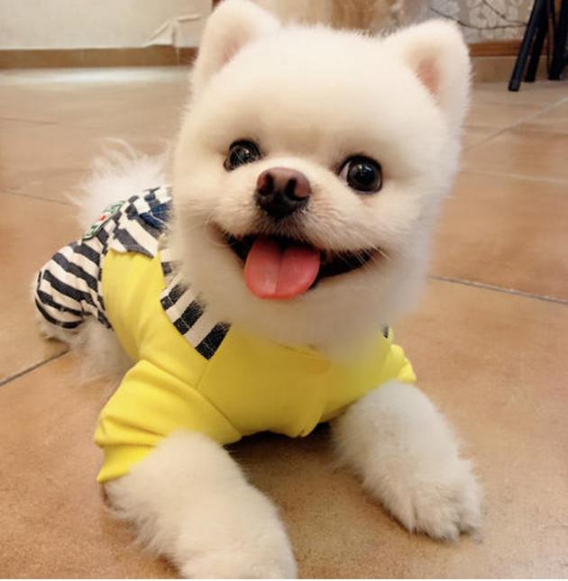 俊介犬和博美犬哪个好,俊介博美犬图片