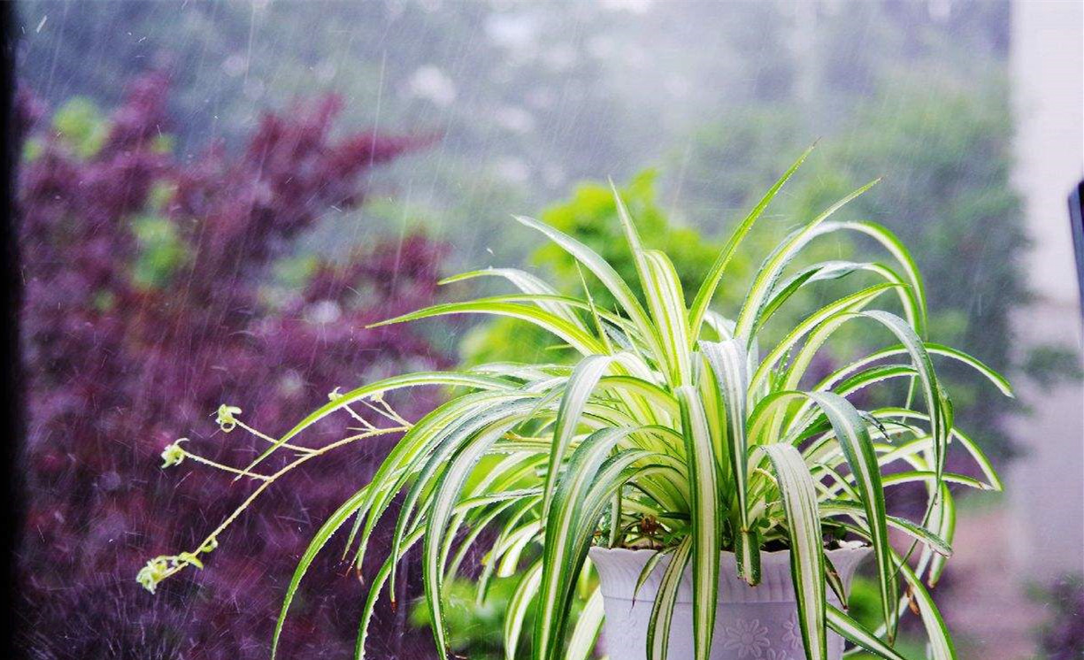 牡丹吊兰叶子发白怎么回事,油画吊兰叶子发白卷叶怎么回事