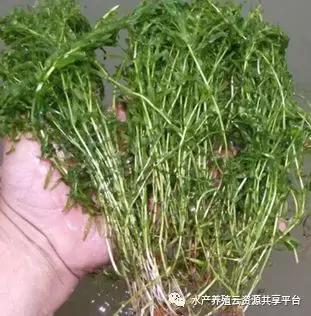 小龙虾养殖水草栽培方法和技术,养小龙虾平养要栽水草吗