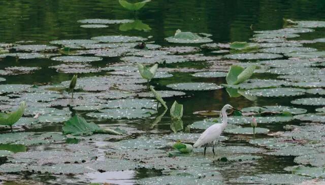深圳免费公园哪里最好啊,深圳十大免费公园景点大全