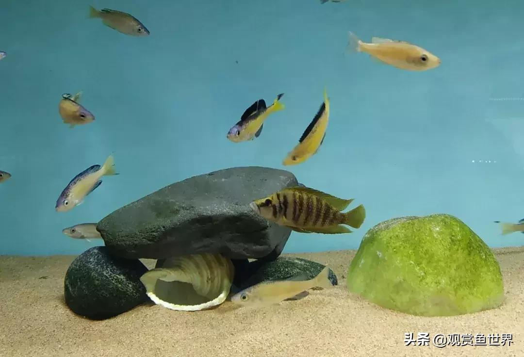 梦想的三湖世界持续建设中……方位:中国天津