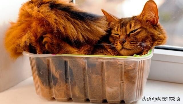 猫猫的四种基本反应,你知道猫猫是怎么喝水的吗