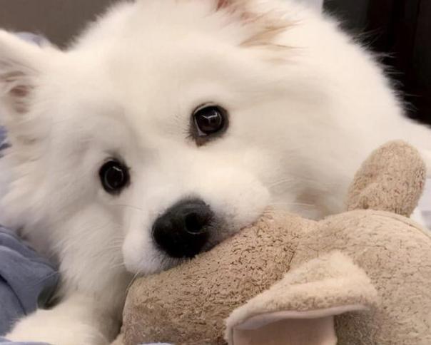 萨摩耶不挑食喂面条可以吗,萨摩耶挑食不吃狗粮还抽搐