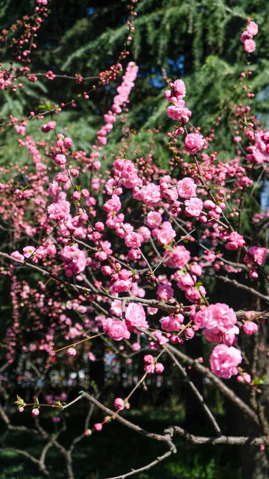 济南3月免费赏花攻略,花都开了济南周边赏花攻略收好