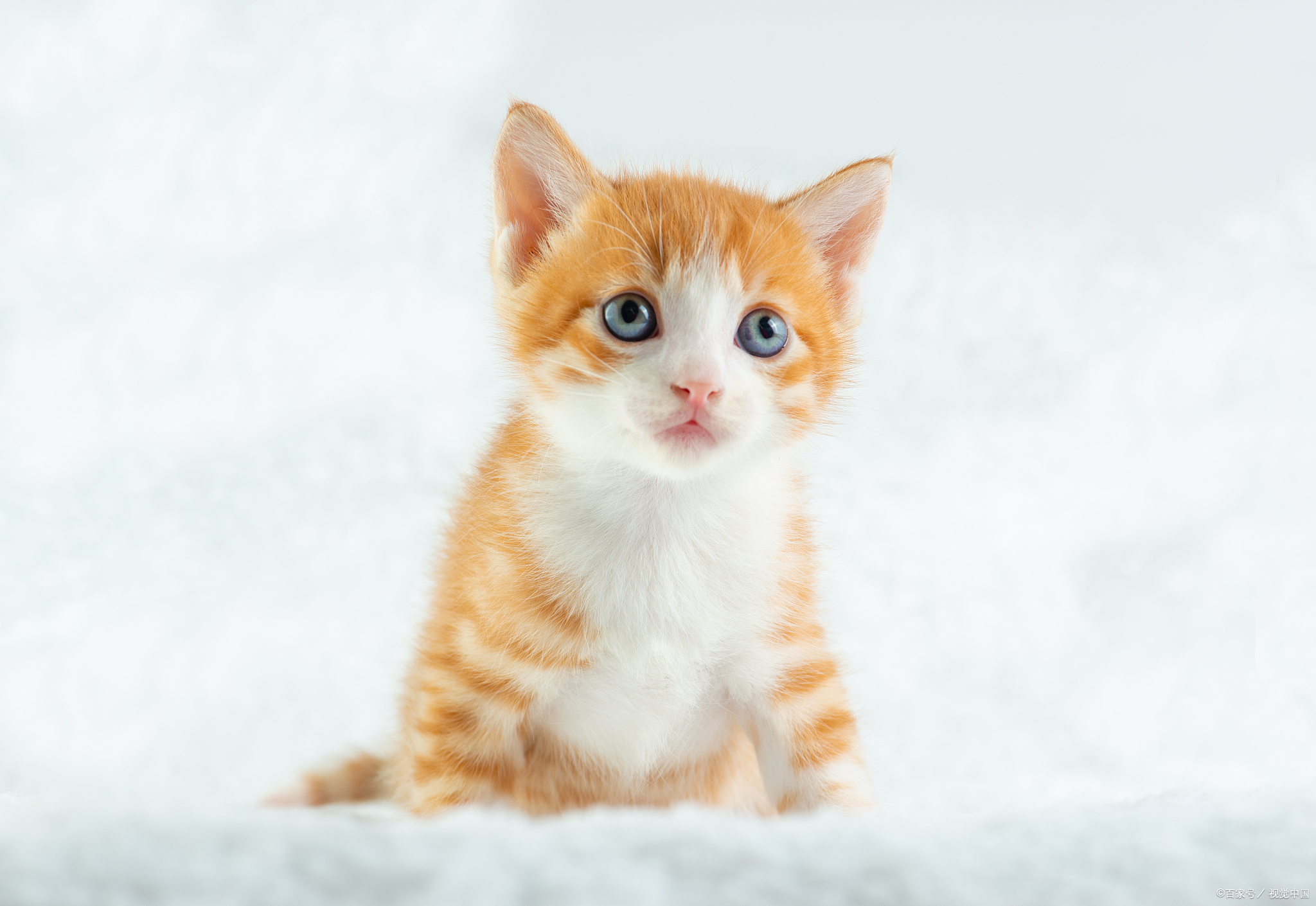 猫咪性格凶是为啥,铲屎的时候猫咪变凶了