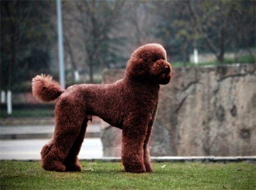 想养泰迪这6个缺点你可得想好了,巨贵犬和巨型泰迪有什么区别