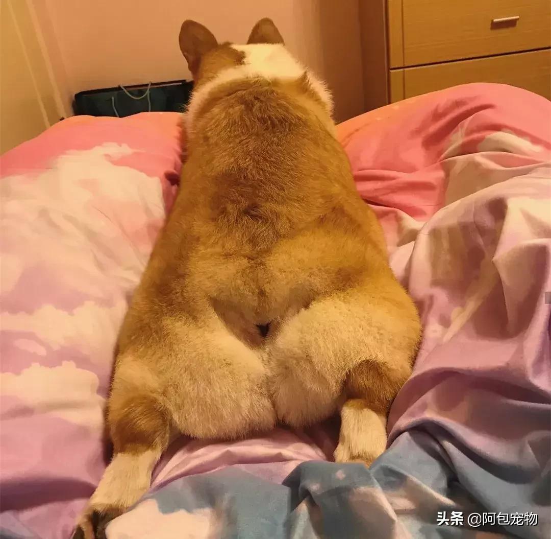 2019柯基国家展,首届柯基