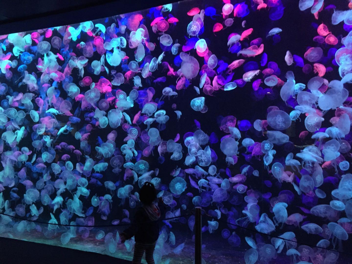 珠海长隆海洋王国附近美食,珠海长隆海洋王国官网预约