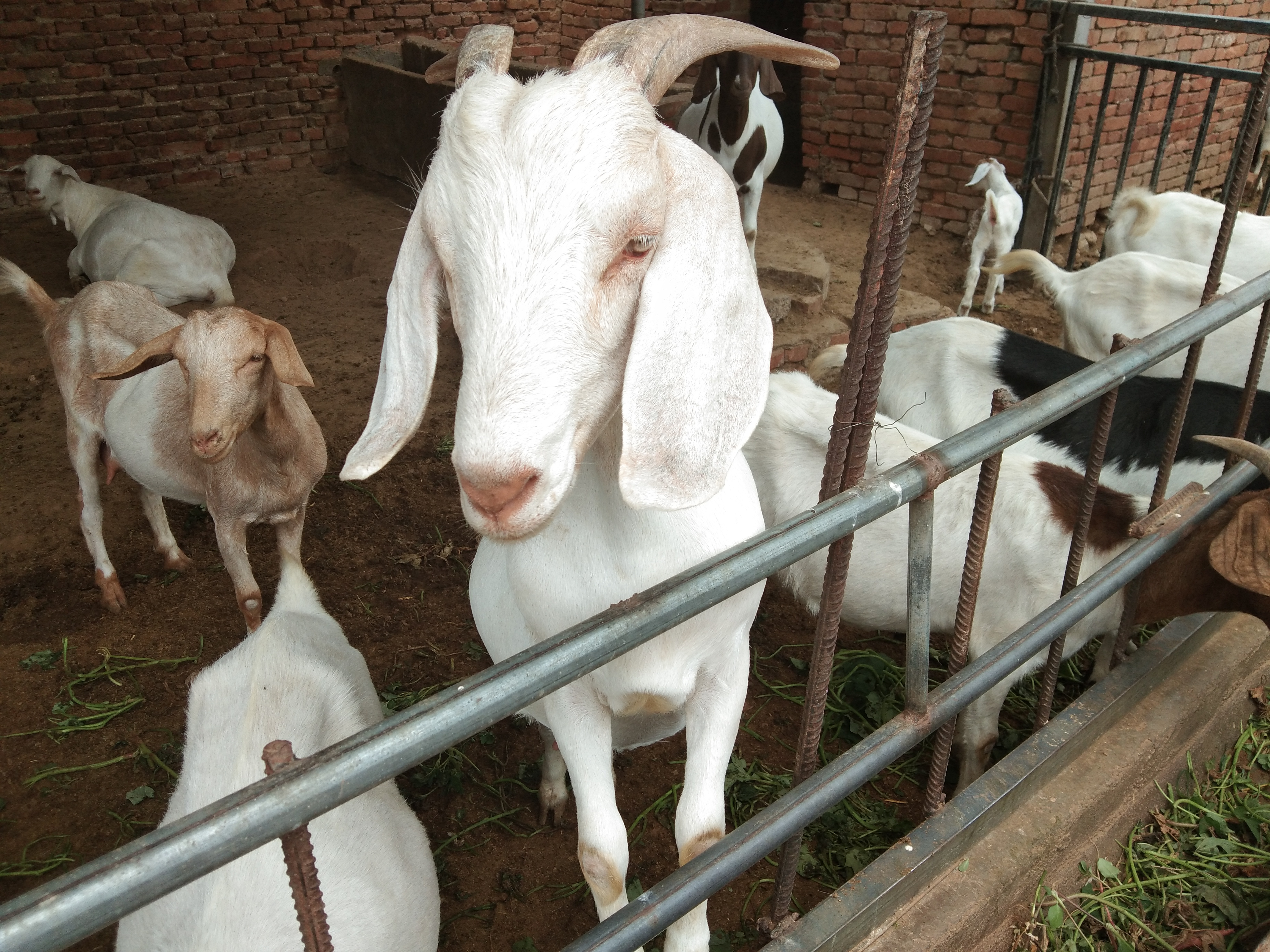 母羊不发情的几种人为因素，这样的情况完全可以避免