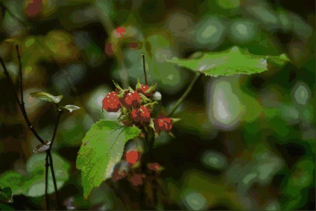武夷山德懋堂|270万起旅居武夷山临溪别墅，遍访先贤遗迹！看云海、逛古村、品香茗，每天都生活在山水画中