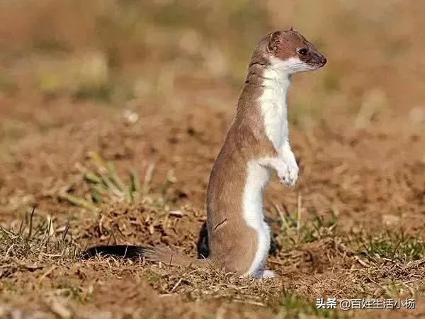 黄鼠狼为啥是神奇动物,黄鼠狼是什么动物怎么那么臭呢