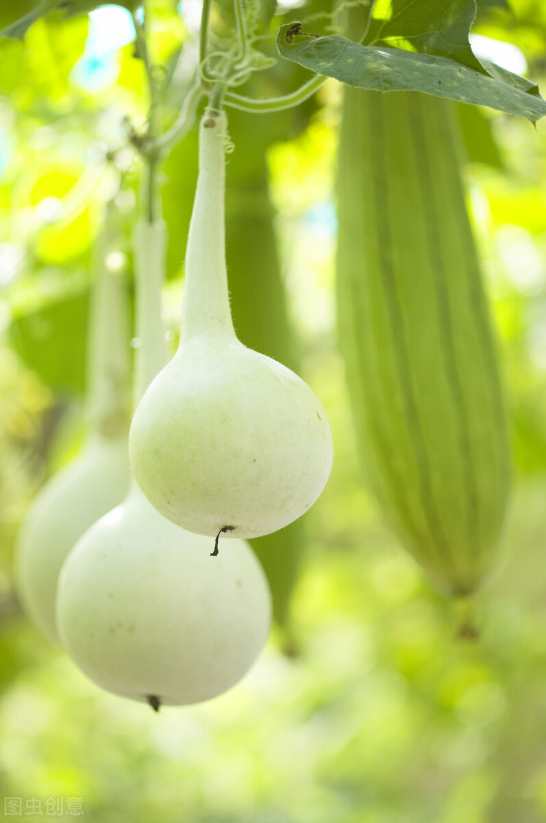 冲一句老话,我在院子里种了棵葫芦,等待结出“葫芦娃”