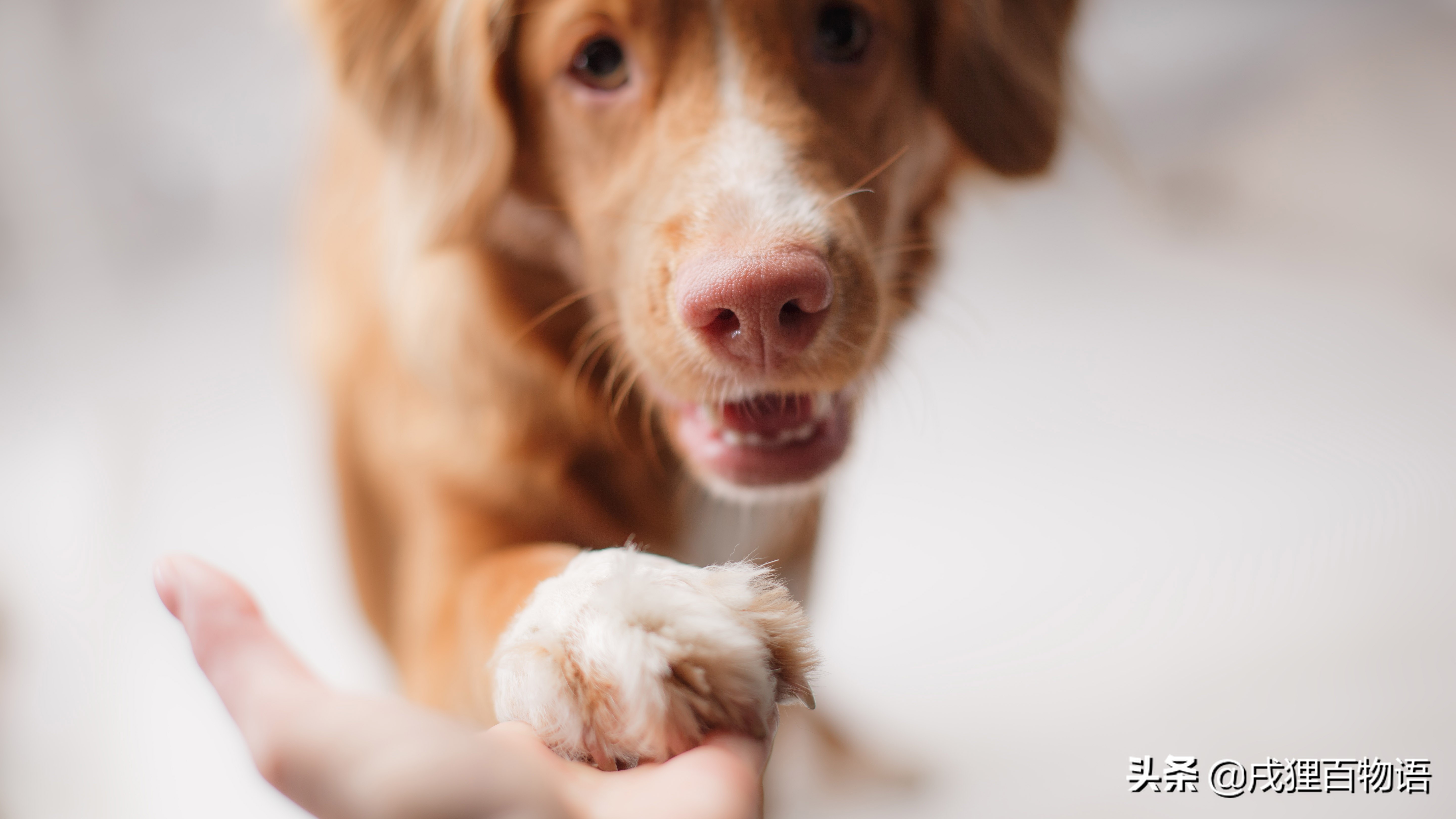 狗狗有脚气用什么药,怎么看狗狗有没有脚气呢